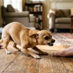 chihuahua ankle biting solutions