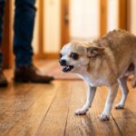 petite breeds barking behavior
