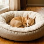 selecting ideal chihuahua bed