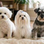 small non shedding dog breeds