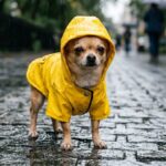 tiny dog raincoat reviews